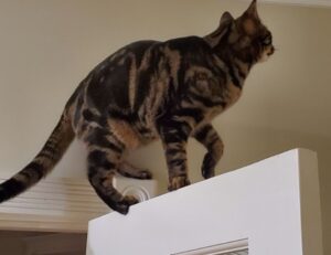 creator game playonit55