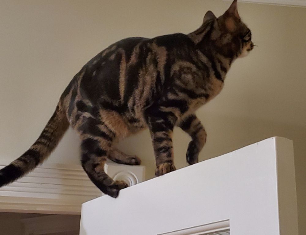 creator game playonit55