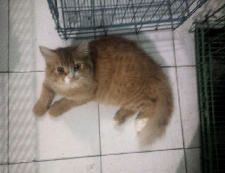 everything apple digitalrgsorg