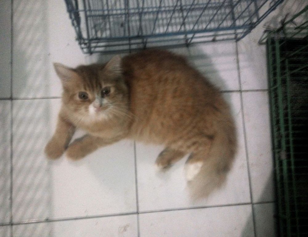 everything apple digitalrgsorg