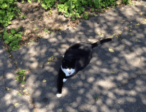 tech articles digitalrgsorg