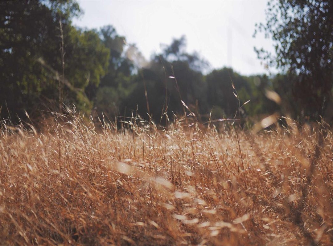 What Makes the Peso Exchange Rate Fluctuate?