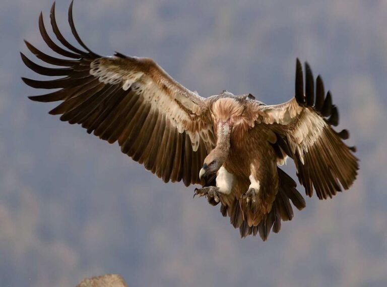 ane wa yan mama live action