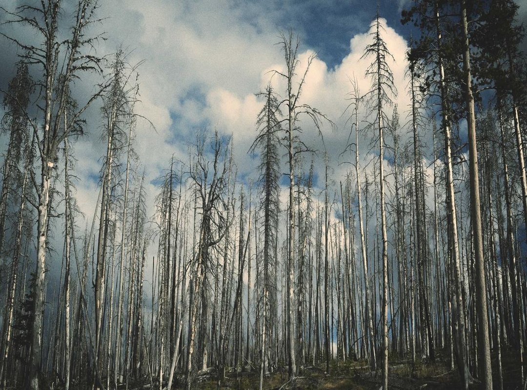 Recommendations: Must-Watch Performances and Series