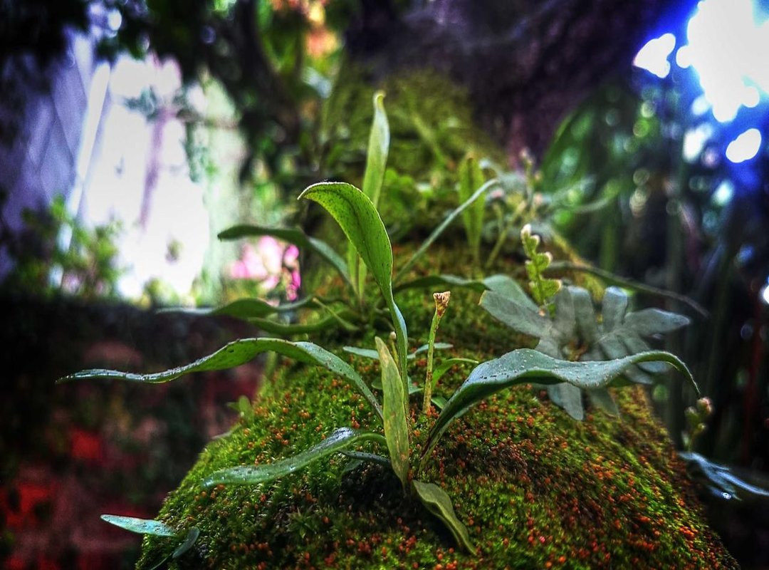 How to Capture a Stunning DP Using Just Your Smartphone