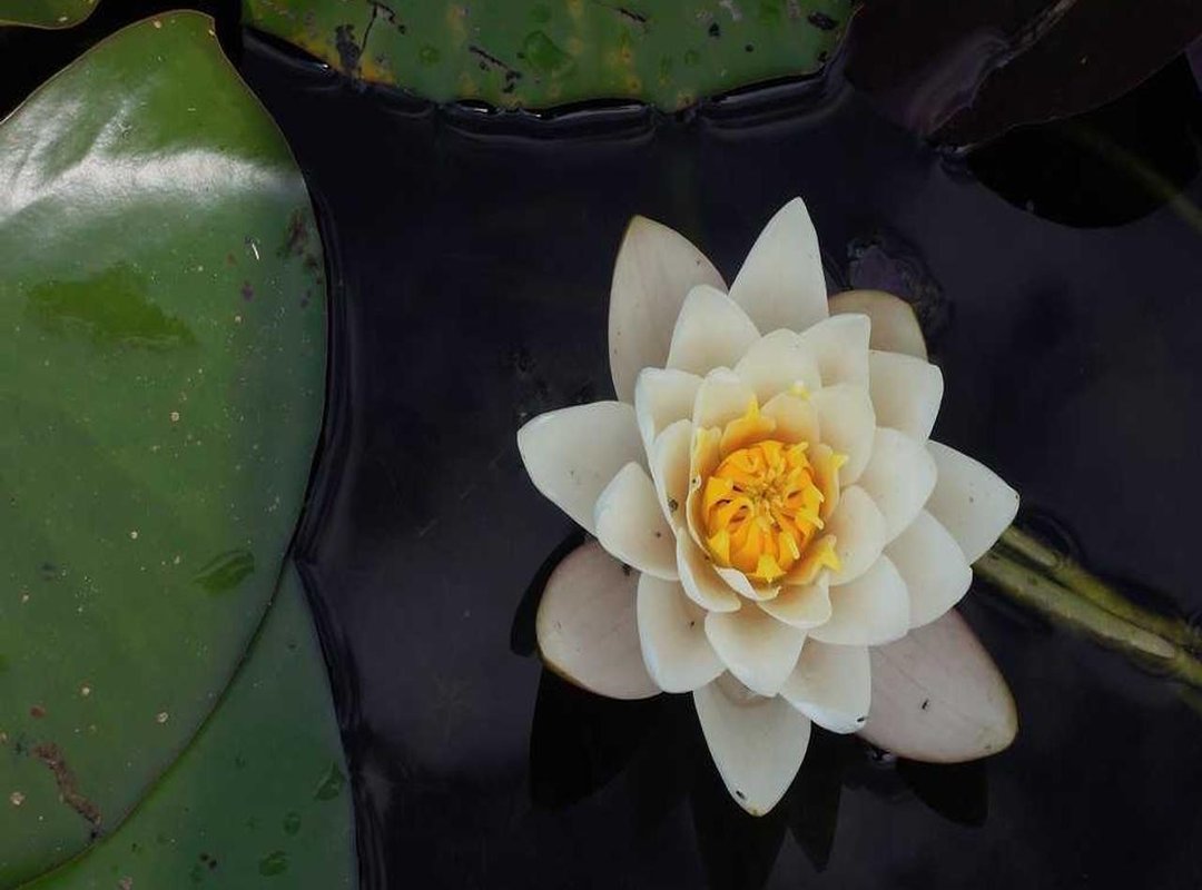 Jurek Adam Lyrics in Romanian (Versuri în Română)